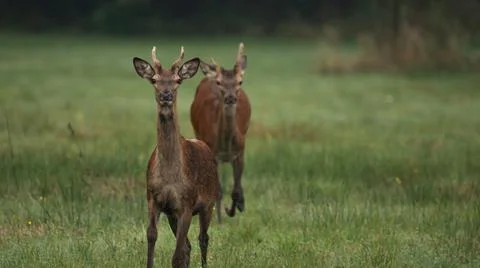 Two young red deer walking in a summer landscape. Deer with a single antler Stock Photos
