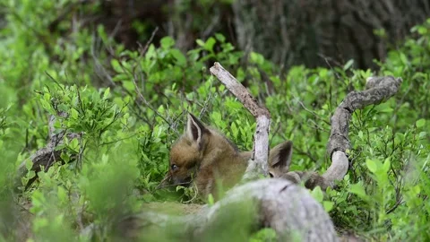Two young Red Fox cubs lying against each other outside the den Video stock 155756486
