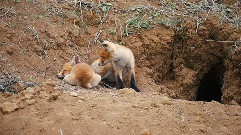 Two young red fox resting near the burrow Stock-Footage 94917597