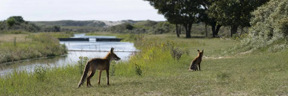Two Young Red Foxes, largest of the true foxes, walking and sitting in a dune Stock Photos
