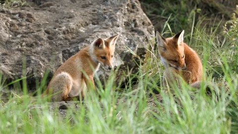Two young red foxes playing near the burrow. Vulpes Stock-Footage 108593404