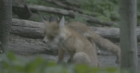 Two young Red Foxes (Vulpes vulpes). Stock Footage 104662648