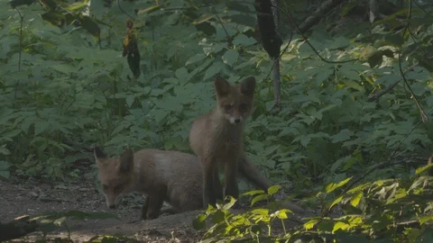 Two young Red Foxes (Vulpes vulpes) . Stock Footage 104667350