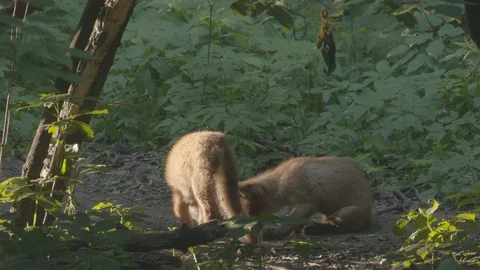 Two young Red Foxes (Vulpes vulpes) are playing. Stock-Footage 104667547