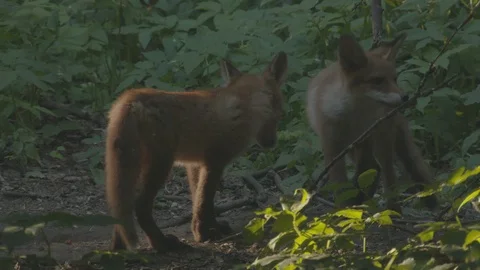 Two young Red Foxes (Vulpes vulpes) with a branch. Video stock 104669359