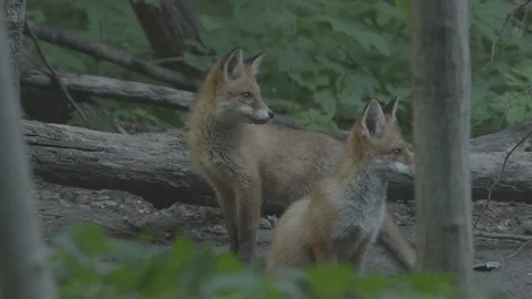 Two young Red Foxes (Vulpes vulpes). Stock Footage 104671740