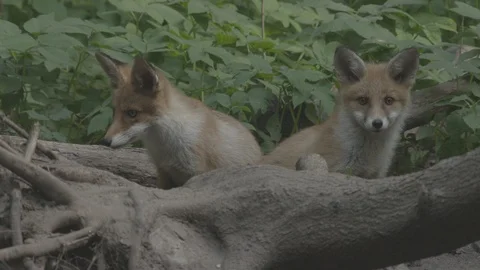 Two young Red Foxes (Vulpes vulpes). Stock Footage 104680380