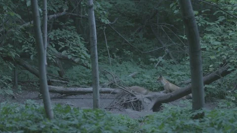 Two young Red Foxes (Vulpes vulpes) playing. Stock Footage 104684207