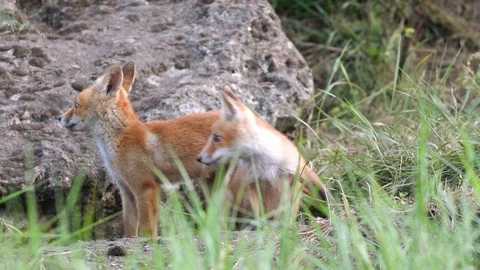 Two young red foxes were scared. Vulpes | Stock Video | Pond5