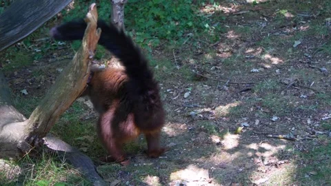 Two Young Red Lemurs Climbing on Fallen Logs Marking Their Scent Stock Footage 294594582