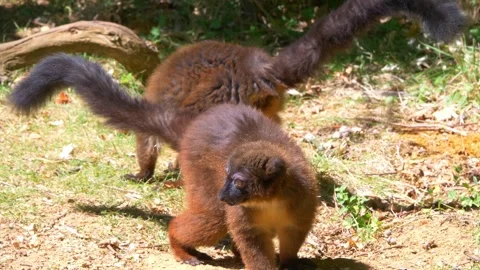 Two Young Red Lemurs Foraging for Fruit on the Ground 스톡 동영상 294594543