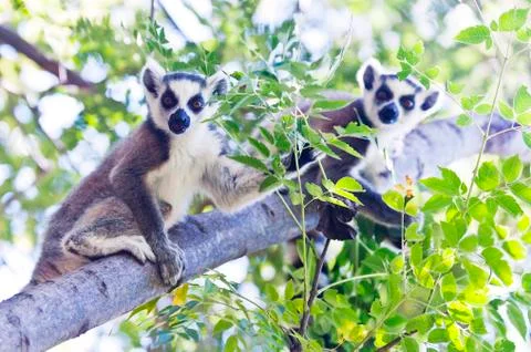 Two young ring-tailed lemurs. Madagascar Foto stock