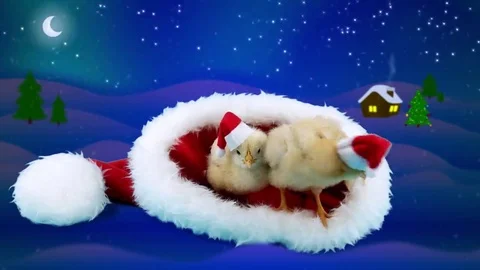 Two young roosters in big red Santa Claus hat, winter night background Stock Footage 69123328