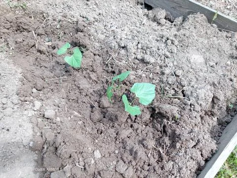 Two young runner bean plants growing in a patch of bare earth Stock Photos