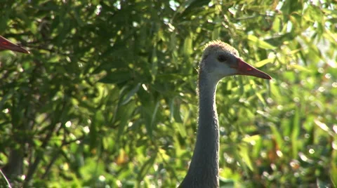 Two young sandhill cranes Stock Footage 5087554