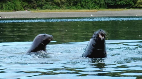 Two Young Sea Lions Competing for Fish Scraps in Angelmo Puerto Montt Stock Footage 335719906