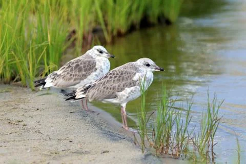 Two young seagulls Stock Photos