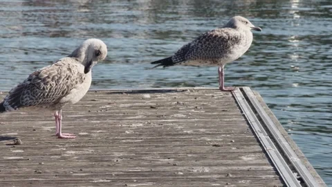 Two young seagulls resting on a swinging jetty, side view Vídeos de archivo 273968807