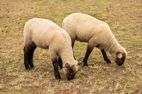 Two young sheep eat dry grass on the field. Close-up postcard Stock Photos