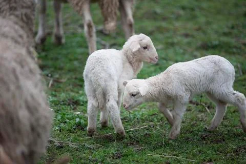 Two young sheep Stock Photos