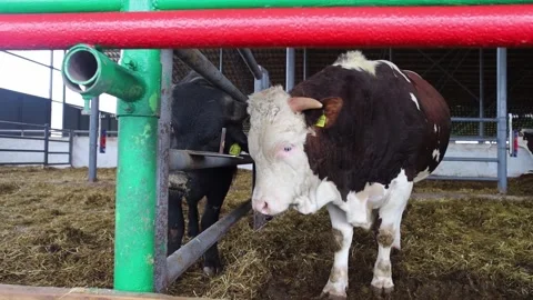 Two young Simmental and Angus bulls interact near a fence inside a modern livest 스톡 동영상 340772124