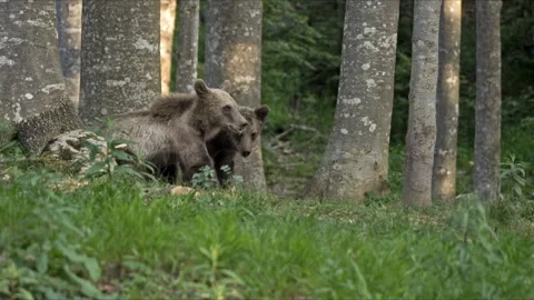 Two Young Slovenian Brown Bear Siblings Enjoy Feeding – 8K Cinematic Stock-Footage 320439677