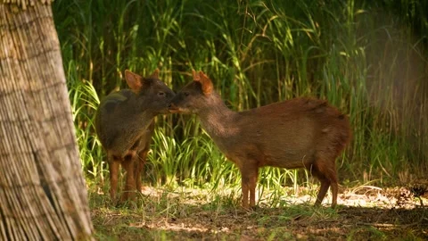 Two young Southern Pudu close up hid in the shade from the heat. Animal behavior Vídeo Stock 252153377