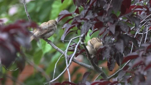 Two young sparrows on a tree branch Stock Footage 143773053