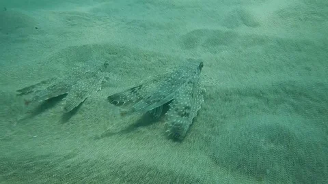 Two young specimens of flying gurnard or helmet gurnard dactylopterus volitans Stock Footage 113155857