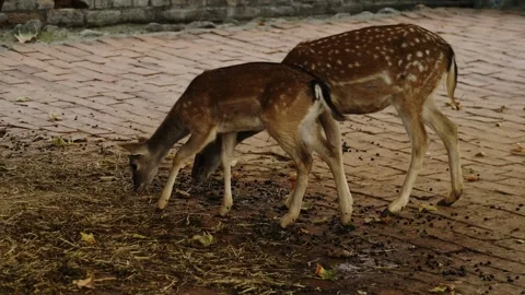 Two young spotted deer feeding on the ground inside a zoo enclosure. Concept of Stock Footage 325791571