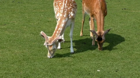 Two young spotted fallow deer eating grass Vídeos de archivo 64056564