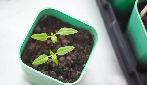 Two young spring seedling in green pot top view Stock Photos