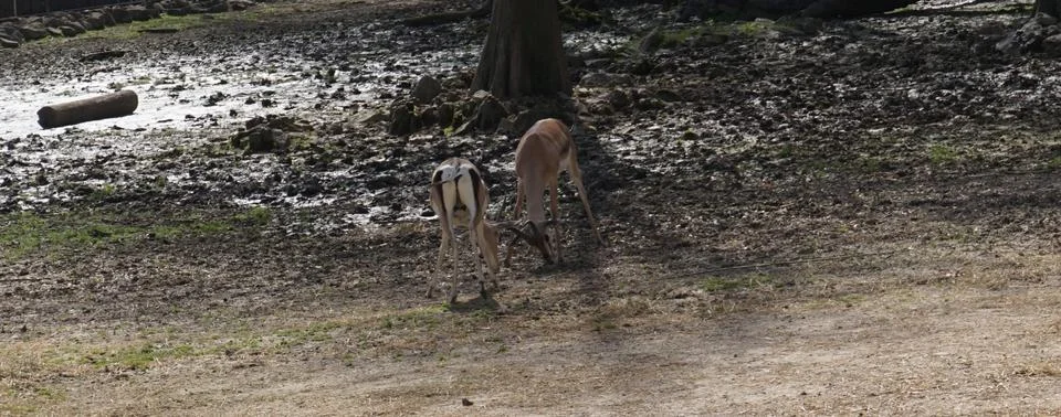 Two young springbok facing each other locking horns antlers Stock Photos