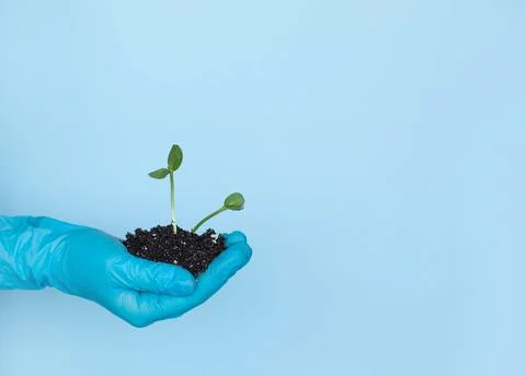 Two young sprouts in the ground and in a man's hand on a blue background Stock Photos