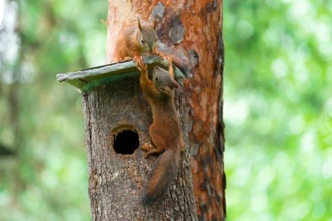 Two young squirrels play on a tree house in a summer forest. Stock Photos