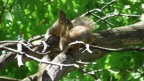 Two young squirrels playing on the branch of a pine Video stock 121023936
