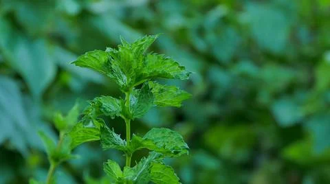 Two young stems of mint in the garden. Stock Photos