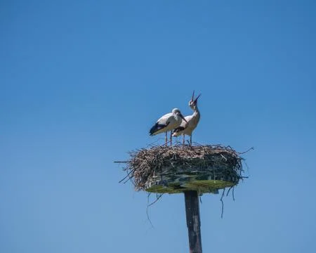 Two young stork Stock Photos