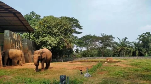 Two young Sumatran elephants and their mother at the zoo Stock Footage 289180180