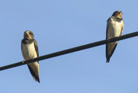 Two young swallows perched on a wire. In Romania Foto stock