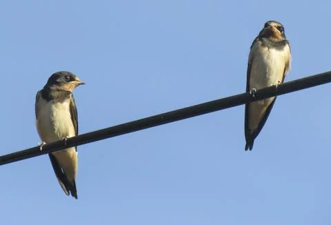 Two young swallows perched on a wire. In Romania Stock Photos