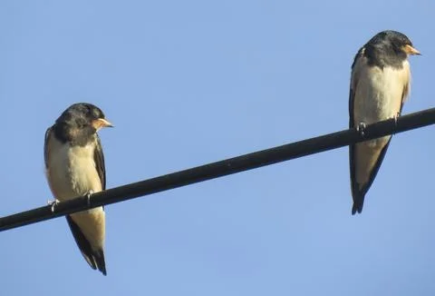 Two young swallows perched on a wire. In Romania Photos