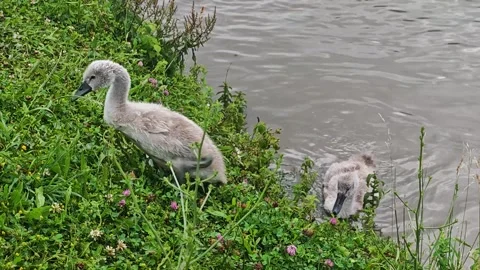 Two Young Swan Cygnets Walking Onto Grassy Shoreline 4K 60fps Stock Footage 337232734