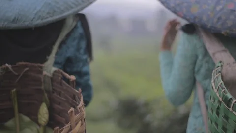 Two Young Tea Picker Stock Footage 123264501