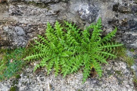 Two young thistle, Asteracea. Stock Photos