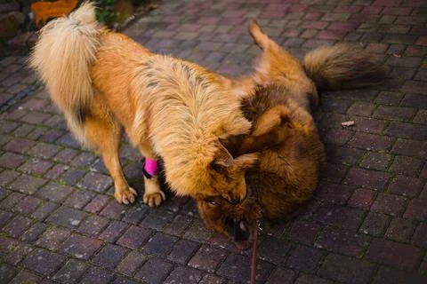 Two young Tibetan Mastiffs, full of energy, playing and running through the.. Stock Photos
