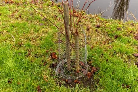 Two young trees are surrounded by wire mesh for protection in a grassy area.. Stock-Fotos