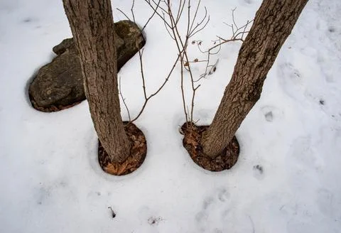 Two young trees in the snow Stock Photos