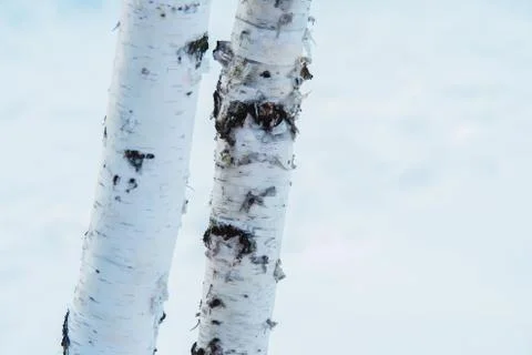 Two young trunk of a birch tree on a background of white snow. Stock Photos