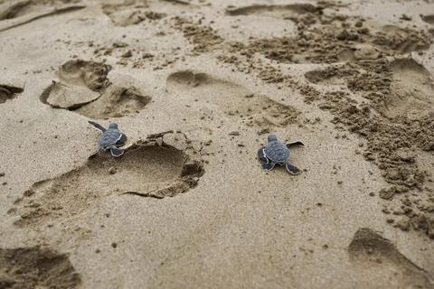 Two young turtles are released into the sea in Ujung Genteng beach Sukabumi Stock Photos